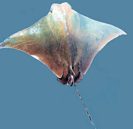Rhinoptera marginata_07.jpg